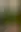 BlurHash placeholder for Tall bird-of-paradise plant in a greenhouse