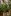 Tiny WebP placeholder for Tall bird-of-paradise plant in a greenhouse